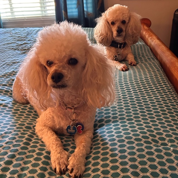 Meet your Posher, Laura - Picture 3 of 12